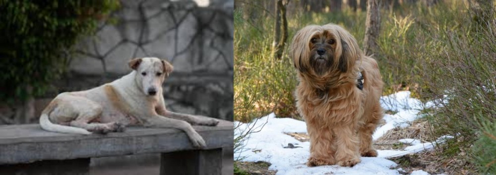 Tibetan Terrier vs Askal - Breed Comparison