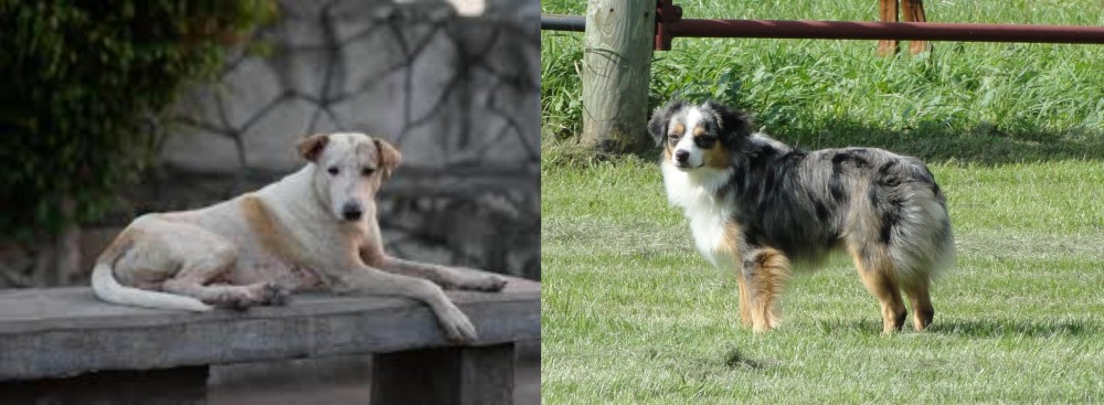 Toy Australian Shepherd vs Askal - Breed Comparison