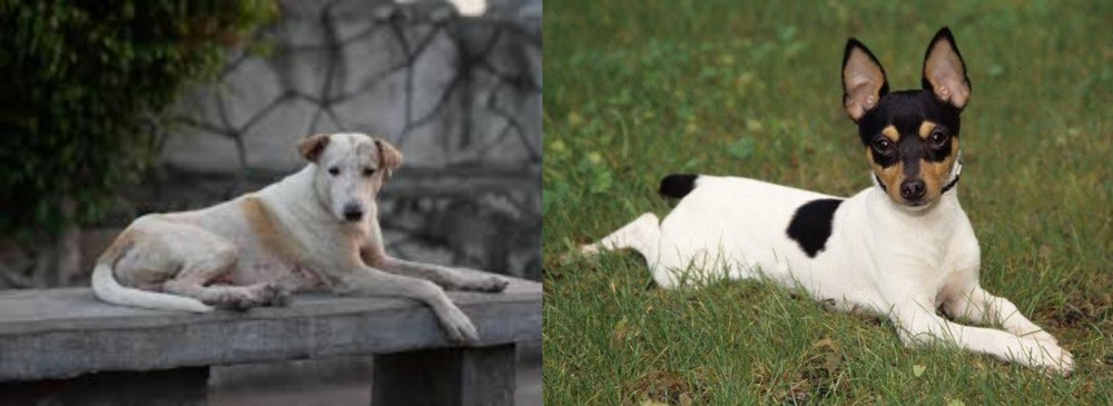 Toy Fox Terrier vs Askal - Breed Comparison
