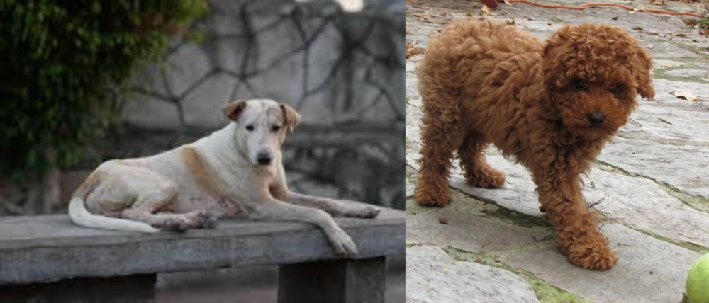 Toy Poodle vs Askal - Breed Comparison