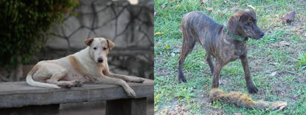 Treeing Cur vs Askal - Breed Comparison