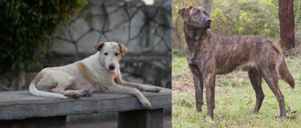 Treeing Tennessee Brindle vs Askal - Breed Comparison