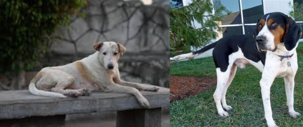 Treeing Walker Coonhound vs Askal - Breed Comparison
