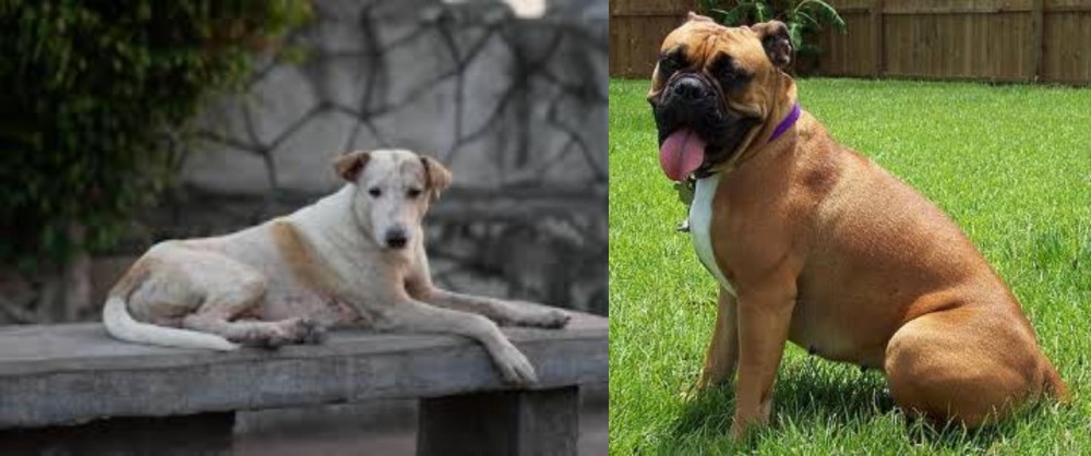 Valley Bulldog vs Askal - Breed Comparison