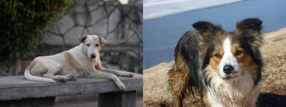 Welsh Sheepdog vs Askal - Breed Comparison