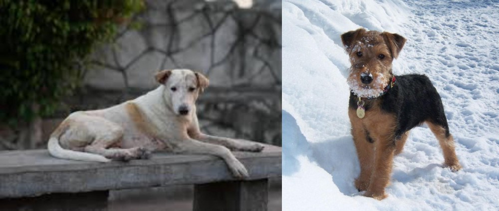 Welsh Terrier vs Askal - Breed Comparison