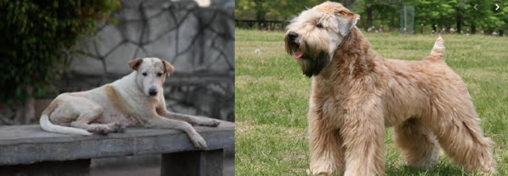 Wheaten Terrier vs Askal - Breed Comparison