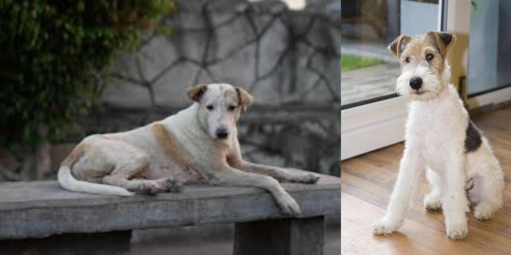 Wire Fox Terrier vs Askal - Breed Comparison
