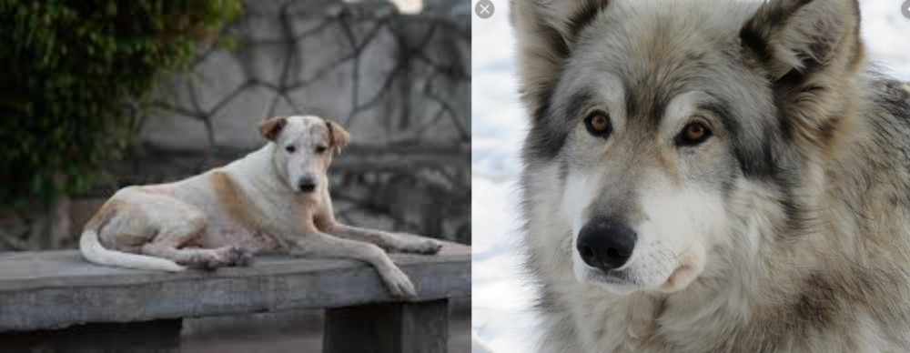 Wolfdog vs Askal - Breed Comparison