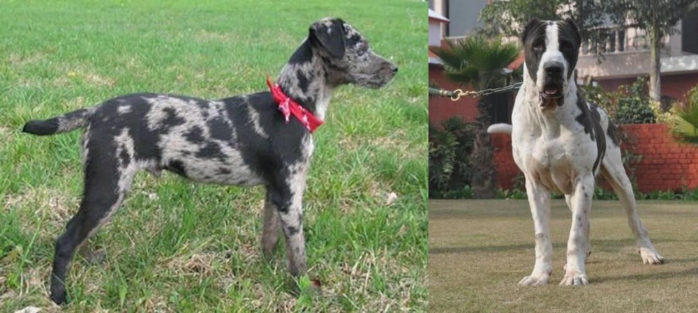 Alangu Mastiff vs Atlas Terrier - Breed Comparison