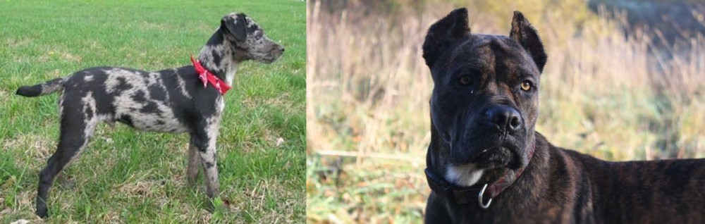 Alano Espanol vs Atlas Terrier - Breed Comparison