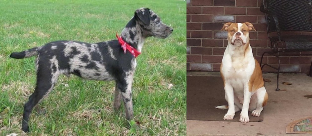 Alapaha Blue Blood Bulldog vs Atlas Terrier - Breed Comparison