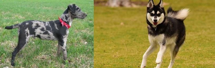 Alaskan Klee Kai vs Atlas Terrier - Breed Comparison