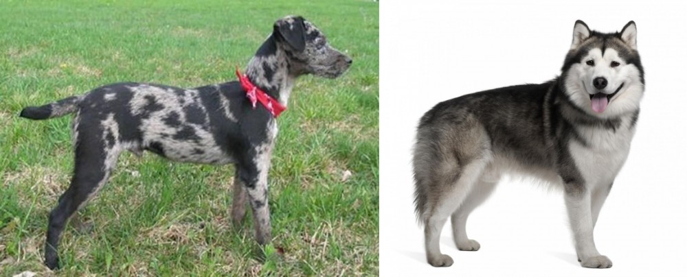 Alaskan Malamute vs Atlas Terrier - Breed Comparison