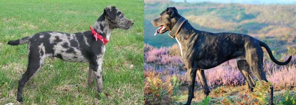 Alaunt vs Atlas Terrier - Breed Comparison