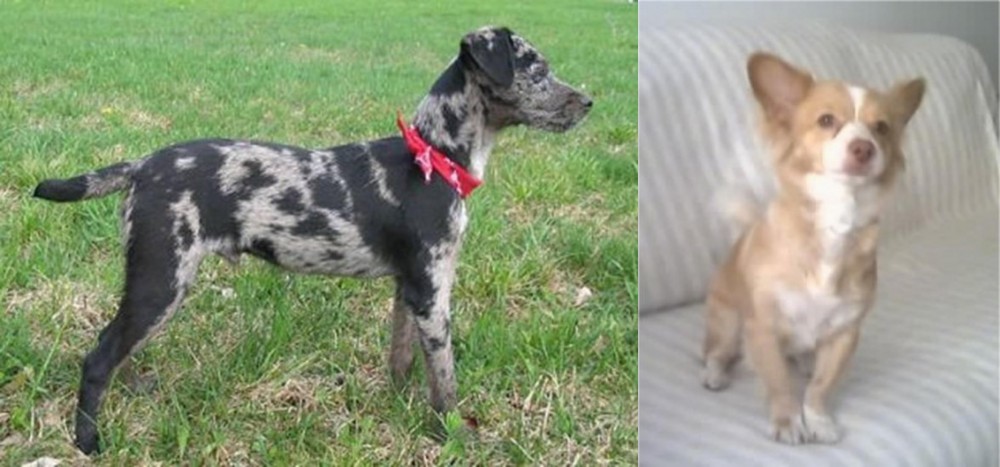 Alopekis vs Atlas Terrier - Breed Comparison