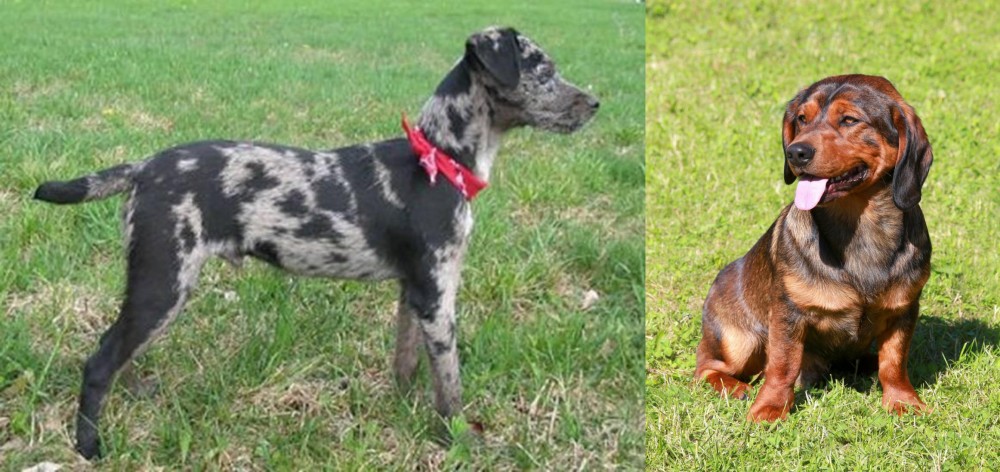 Alpine Dachsbracke vs Atlas Terrier - Breed Comparison