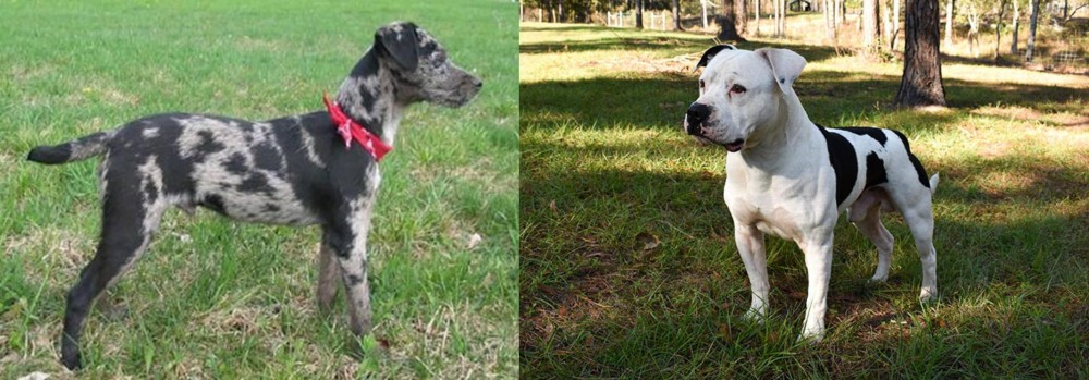 American Bulldog vs Atlas Terrier - Breed Comparison