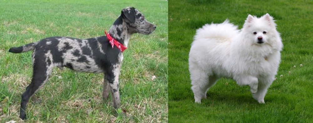American Eskimo Dog vs Atlas Terrier - Breed Comparison