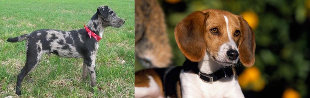 American Foxhound vs Atlas Terrier - Breed Comparison