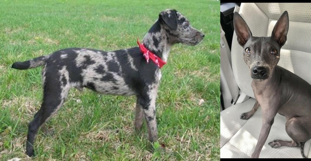 American Hairless Terrier vs Atlas Terrier - Breed Comparison