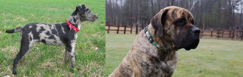 American Mastiff vs Atlas Terrier - Breed Comparison