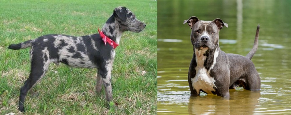 American Staffordshire Terrier vs Atlas Terrier - Breed Comparison