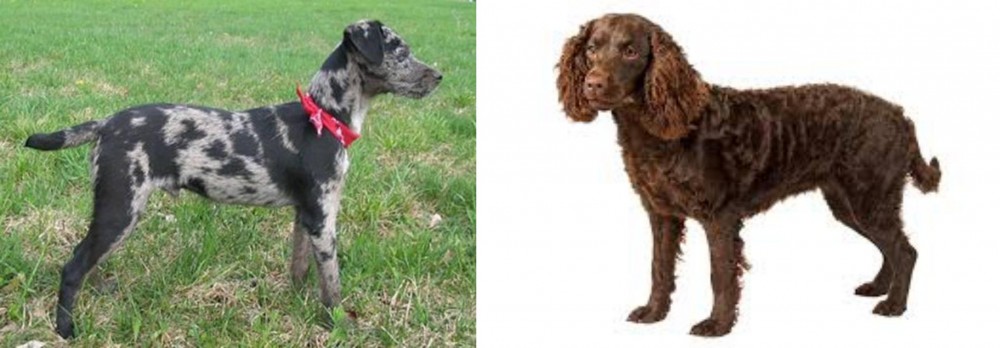 American Water Spaniel vs Atlas Terrier - Breed Comparison