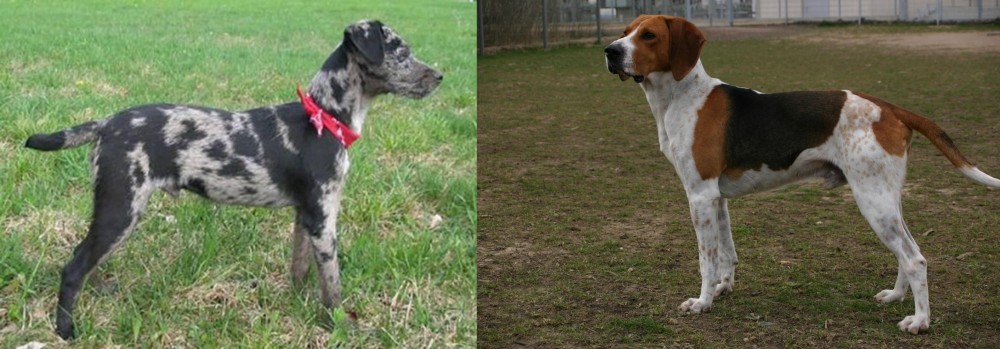 Anglo-Francais de Petite Venerie vs Atlas Terrier - Breed Comparison