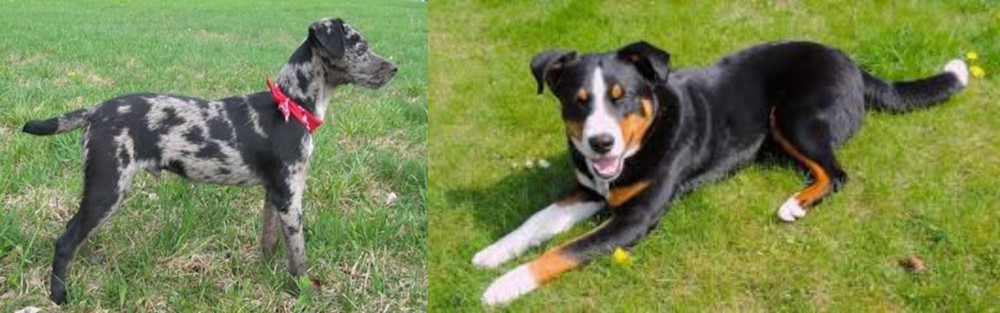 Appenzell Mountain Dog vs Atlas Terrier - Breed Comparison