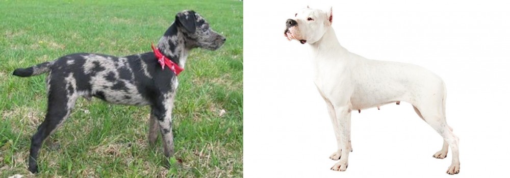 Argentine Dogo vs Atlas Terrier - Breed Comparison