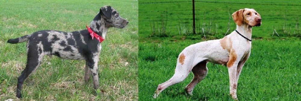 Ariege Pointer vs Atlas Terrier - Breed Comparison