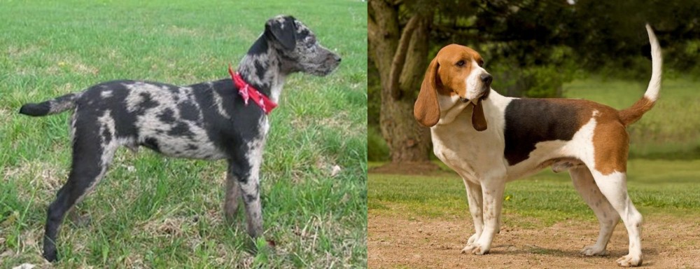 Artois Hound vs Atlas Terrier - Breed Comparison