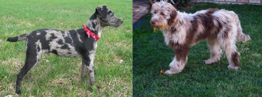 Aussie Doodles vs Atlas Terrier - Breed Comparison