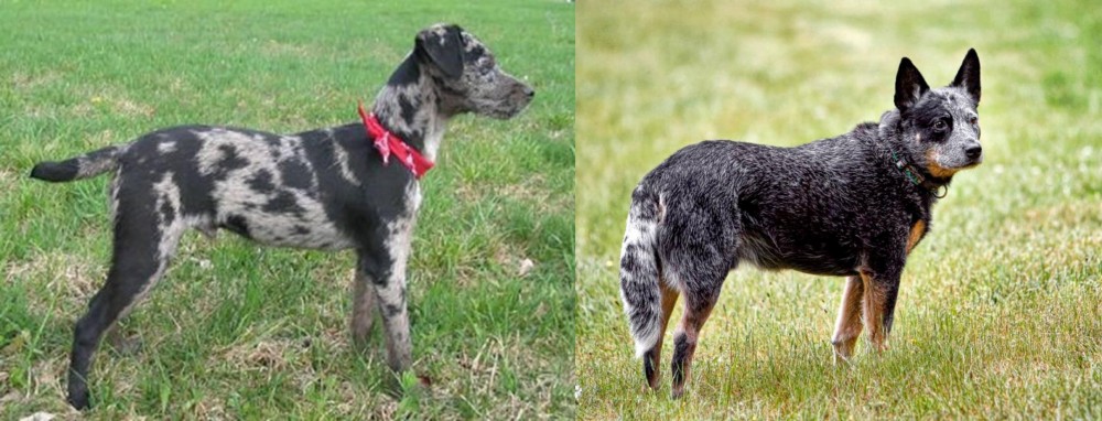 Austrailian Blue Heeler vs Atlas Terrier - Breed Comparison