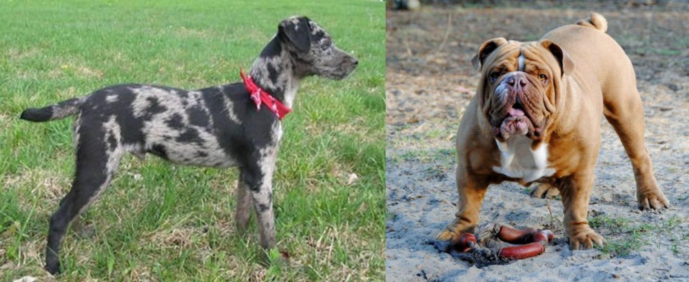 Australian Bulldog vs Atlas Terrier - Breed Comparison