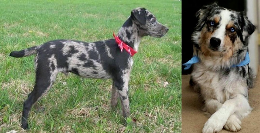 Australian Collie vs Atlas Terrier - Breed Comparison