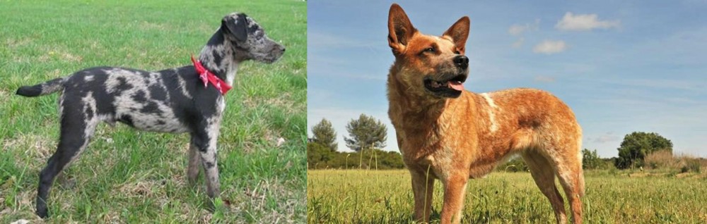 Australian Red Heeler vs Atlas Terrier - Breed Comparison