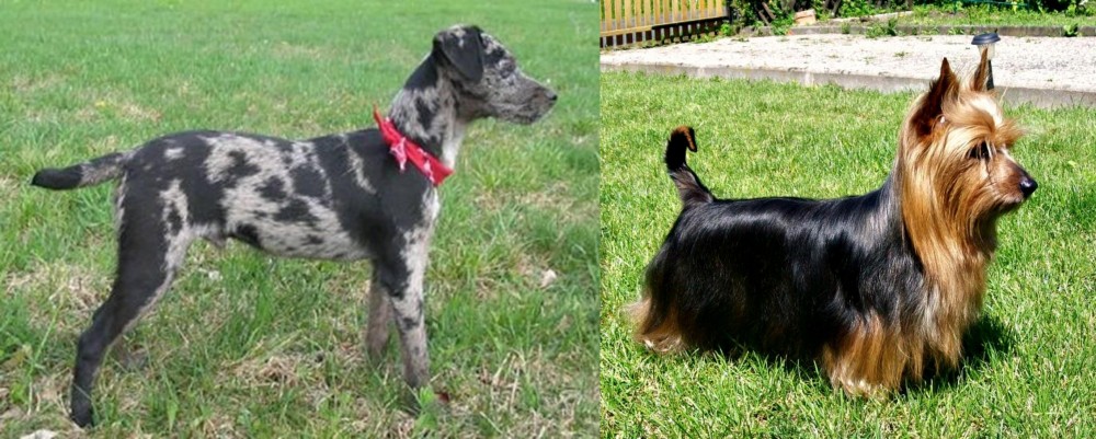Australian Silky Terrier vs Atlas Terrier - Breed Comparison