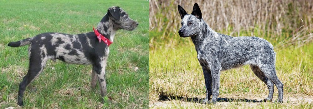 Australian Stumpy Tail Cattle Dog vs Atlas Terrier - Breed Comparison