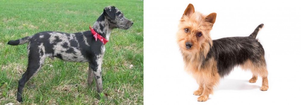 Australian Terrier vs Atlas Terrier - Breed Comparison