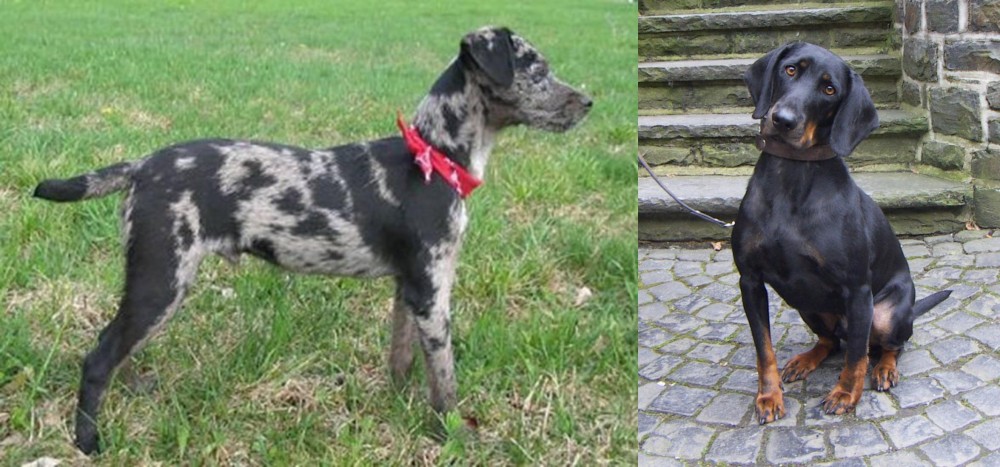Austrian Black and Tan Hound vs Atlas Terrier - Breed Comparison