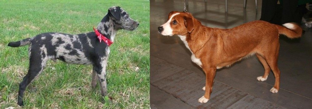 Austrian Pinscher vs Atlas Terrier - Breed Comparison