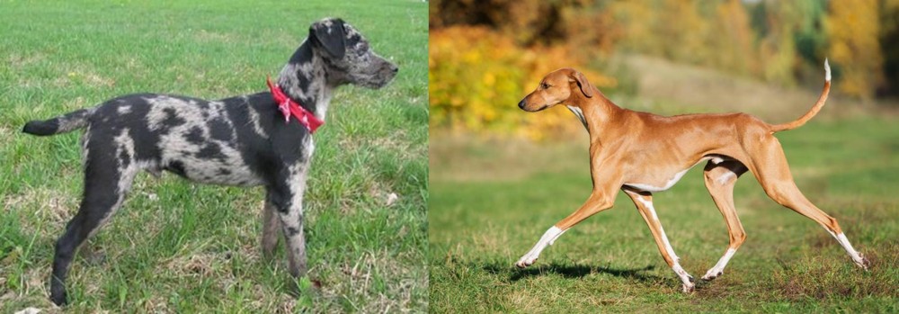 Azawakh vs Atlas Terrier - Breed Comparison