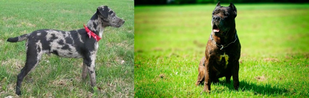 Bandog vs Atlas Terrier - Breed Comparison