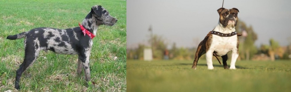 Bantam Bulldog vs Atlas Terrier - Breed Comparison