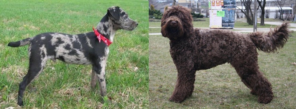 Barbet vs Atlas Terrier - Breed Comparison