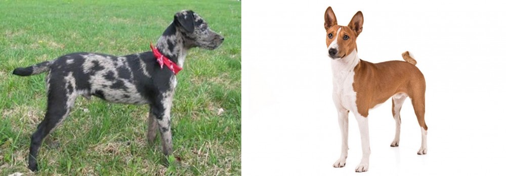 Basenji vs Atlas Terrier - Breed Comparison