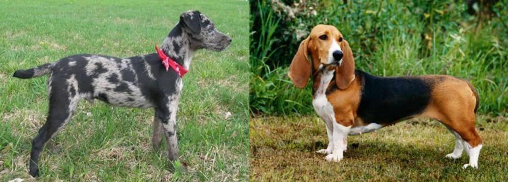 Basset Artesien Normand vs Atlas Terrier - Breed Comparison