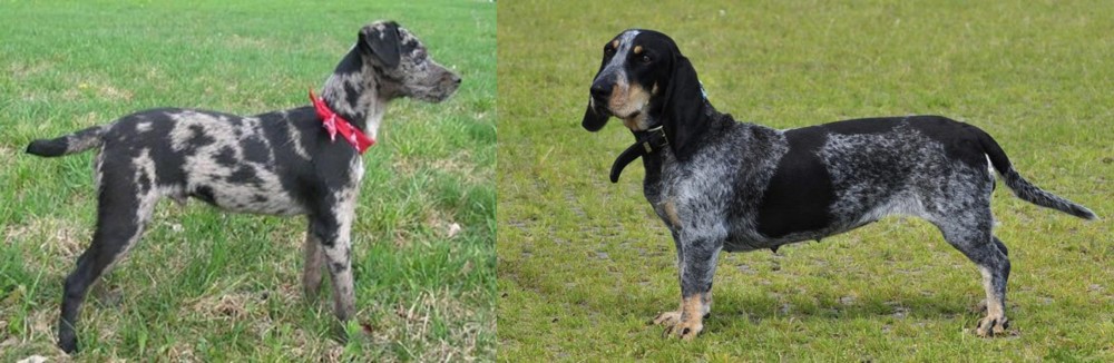 Basset Bleu de Gascogne vs Atlas Terrier - Breed Comparison